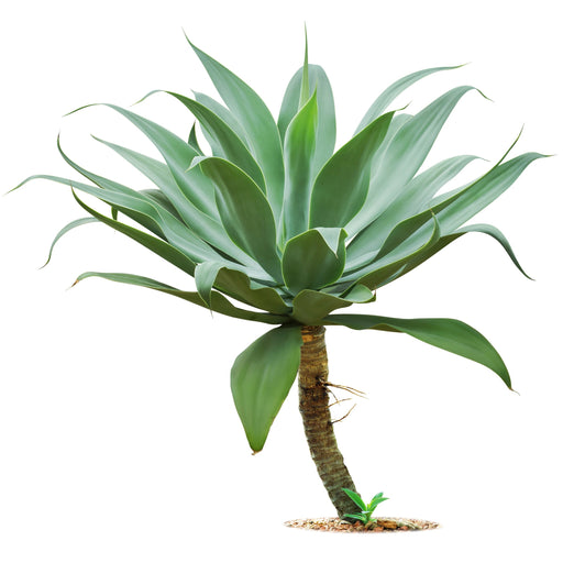 Agave Attenuata (Foxtail/ Lion's Tail/Swan's Neck Agave)