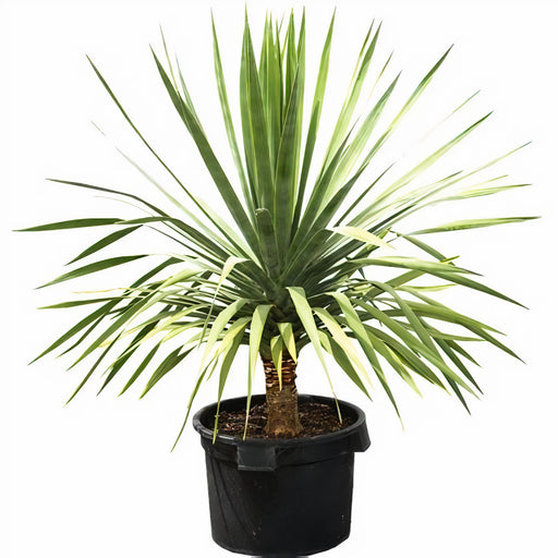 Dracaena Draco