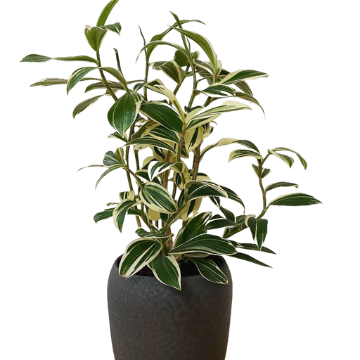 Costus Arabicus "Variegated Spiral Ginger"