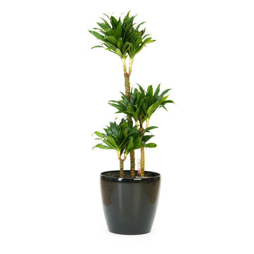 Dracaena Draco 