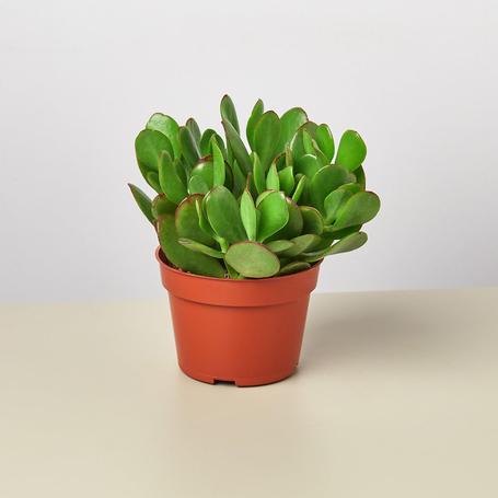 Crassula Ovata "Jade Plant"