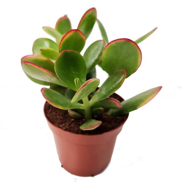 Crassula Ovata "Jade Plant"