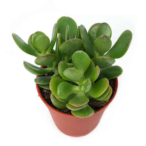 Crassula Ovata "Jade Plant"