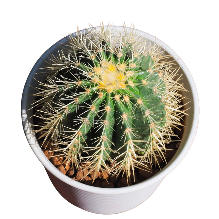 Echinocactus Grusonii