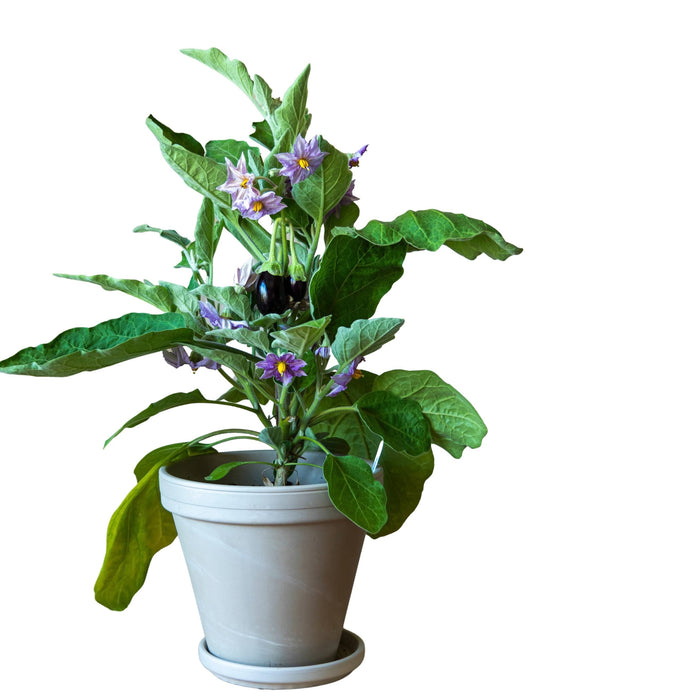 Eggplant “Brinjal”