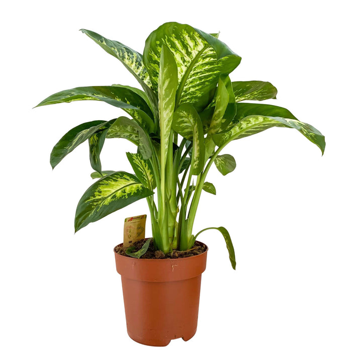 Dieffenbachia Seguine Super Tropic (Dumb Cane)