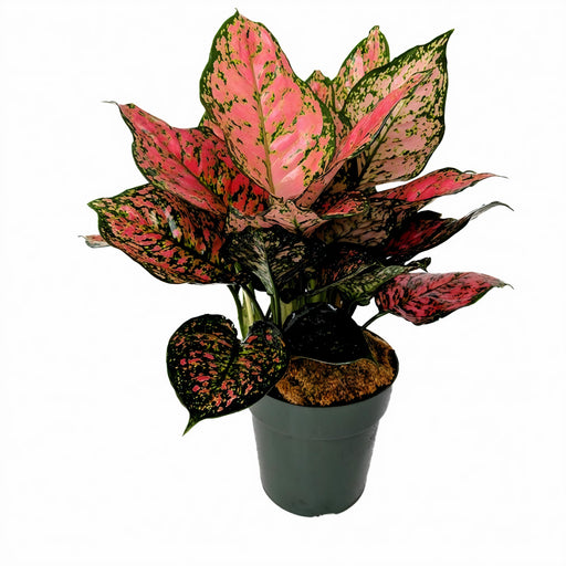 Aglaonema 'Ruby'