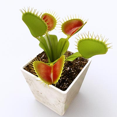 Dionaea Muscipula “Venus Flytrap”