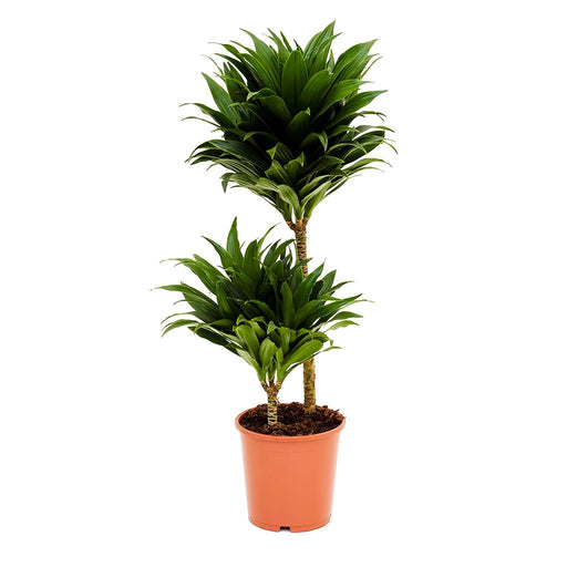 Dracaena Compacta