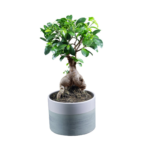 Ficus Microcarpa Ginseng (Ficus Retusa/Ginsen Ficus/Chinese Banyan/Curtain Fig/Indian Laurel)