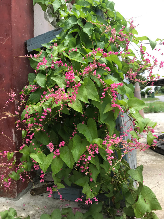 Antigonon Leptopus