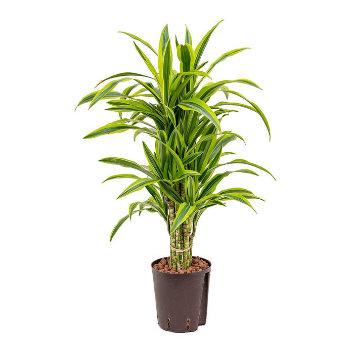 Dracaena Lemon Lime