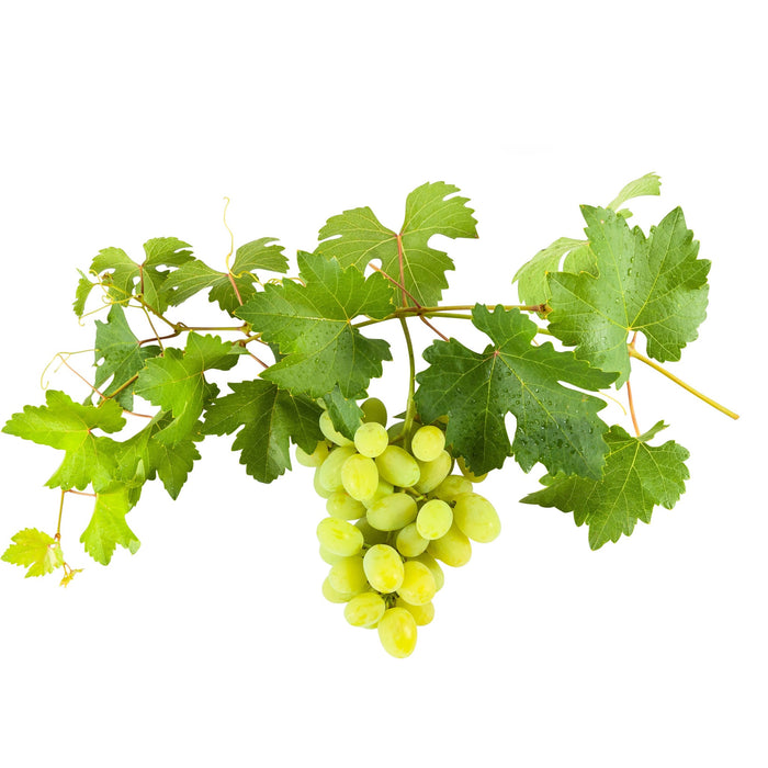 Grape Vine “Vitis”