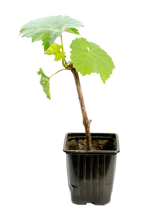 Grape Vine “Vitis”