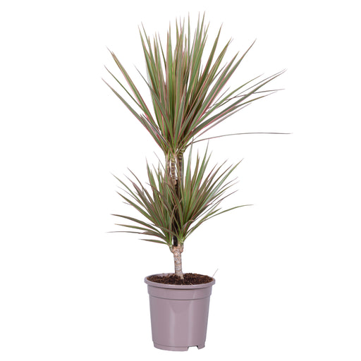 Dracaena Marginata Bicolor "Dragon Tree"