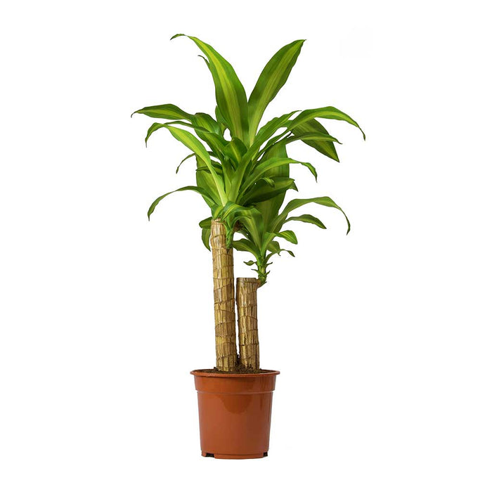 Dracaena Massangeana “Corn Plant”