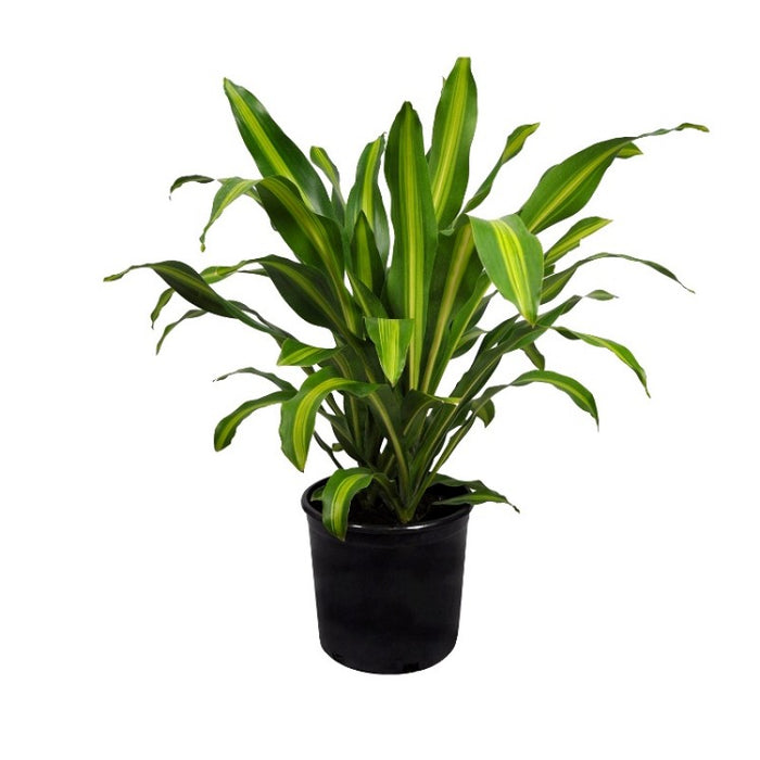 Dracaena Massangeana “Corn Plant”