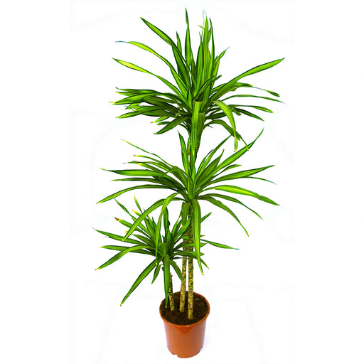 Dracaena Rikki “Dragon Tree”