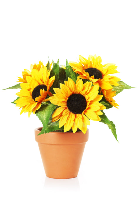 Helianthus Annuus “Sunflower”