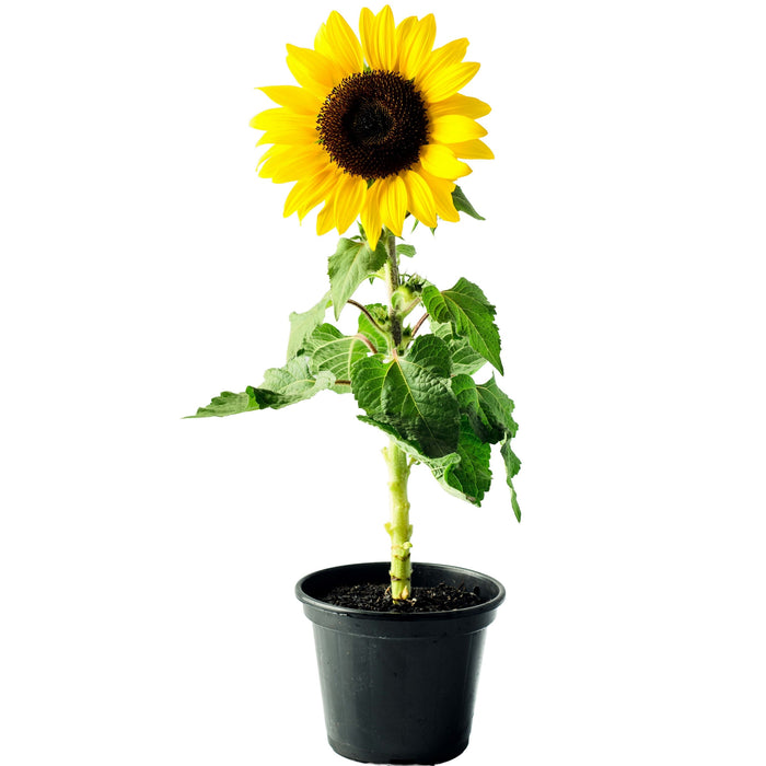 Helianthus Annuus “Sunflower”