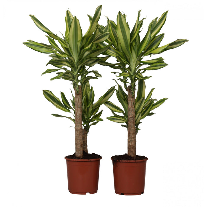 Dracaena Yellow Coast “Dragon Tree”