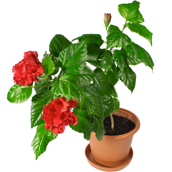 Hibiscus Rosa-Sinensis (Chinese Hibiscus/China Rose/Hawaiian Hibiscus/Rose Mallow/Shoeblackplant)