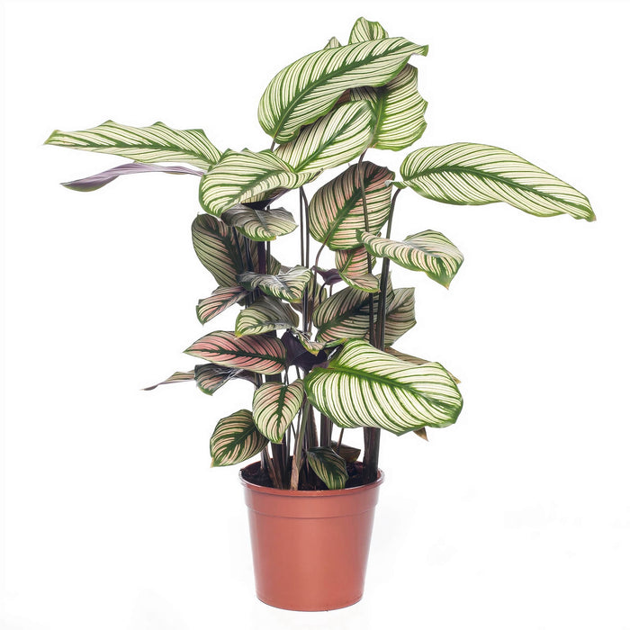 Calathea White Star (Majestic Calathea)