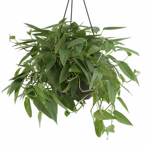Epipremnum Cebu