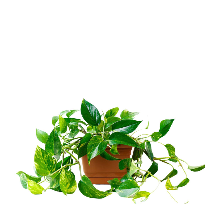 Epipremnum Pinnatum 'Golden Pothos' (Money Plant)