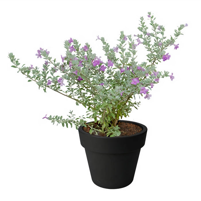 Leucophyllum Frutescens (Texas Ranger/Texas Rain Sage/Texas Silverleaf)