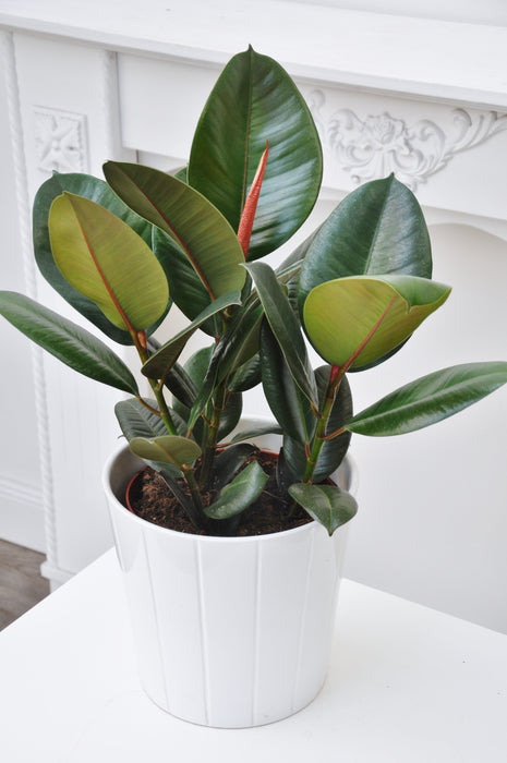 Ficus Elastica 'Robusta' (Rubber Plant)