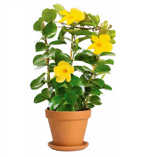 Mandevilla Yellow “Rocktrumpet”