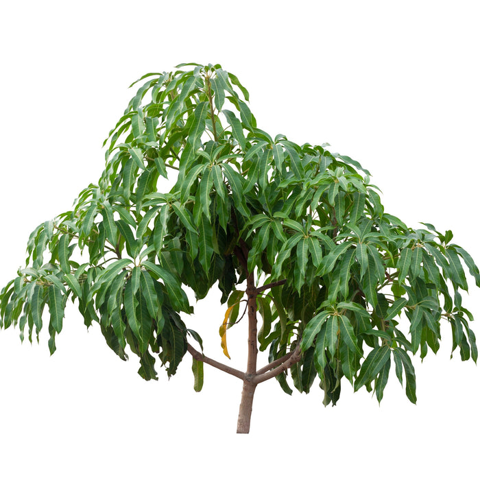 Mangifera Indica - China “Mango”