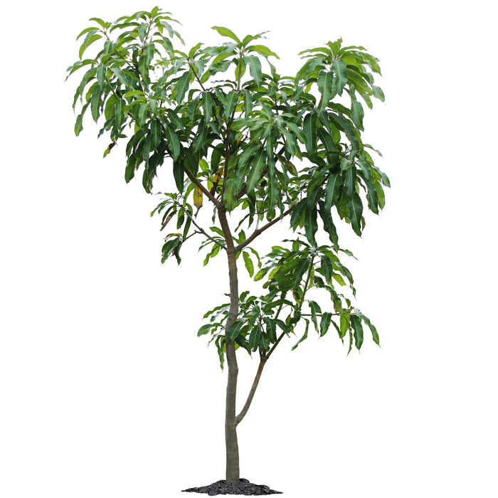Mangifera Indica - Thai “Mango”
