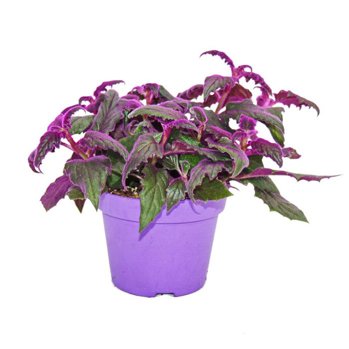 Gynura “Purple Passion”