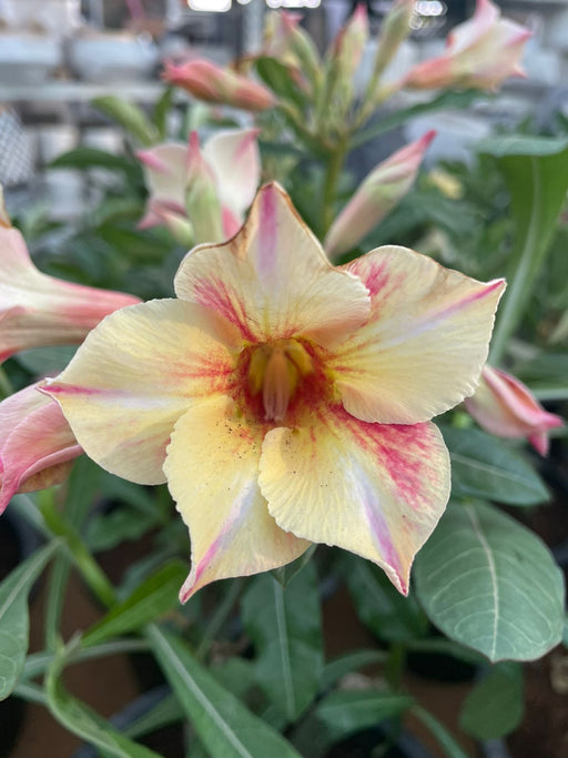 Adenium “ Grafted” (Sabi Star/Desert Rose/Impala Lily/Kudu/Mock Azalea)