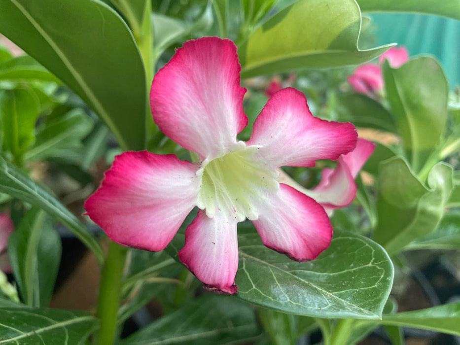 Adenium “ Grafted” (Sabi Star/Desert Rose/Impala Lily/Kudu/Mock Azalea)
