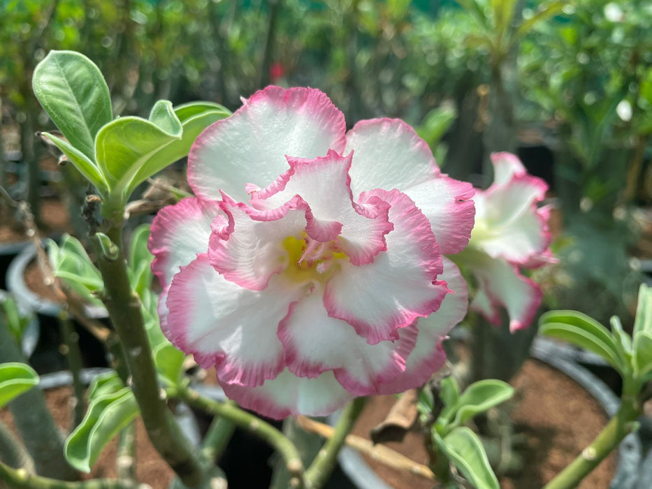 Adenium “ Grafted” (Sabi Star/Desert Rose/Impala Lily/Kudu/Mock Azalea)