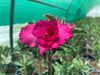 Adenium “ Grafted” (Sabi Star/Desert Rose/Impala Lily/Kudu/Mock Azalea)
