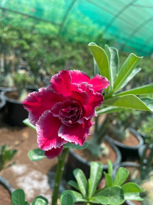 Adenium “ Grafted” (Sabi Star/Desert Rose/Impala Lily/Kudu/Mock Azalea)