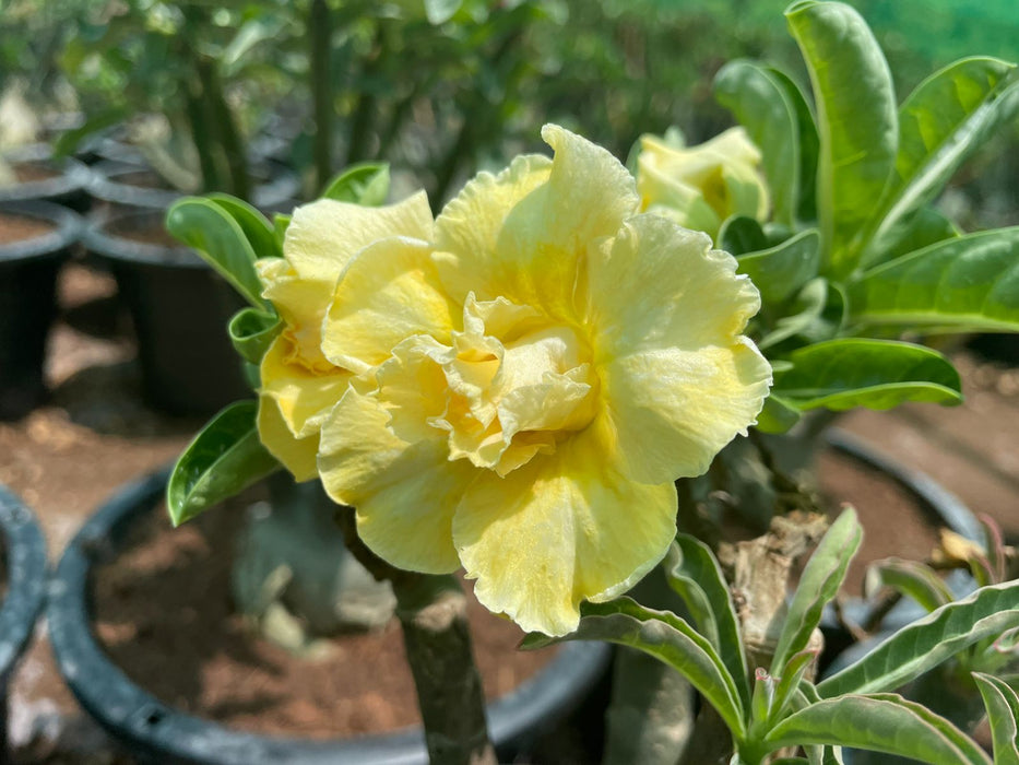Adenium “ Grafted” (Sabi Star/Desert Rose/Impala Lily/Kudu/Mock Azalea)