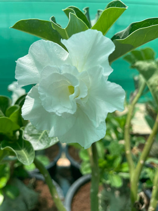 Adenium “ Grafted” (Sabi Star/Desert Rose/Impala Lily/Kudu/Mock Azalea)