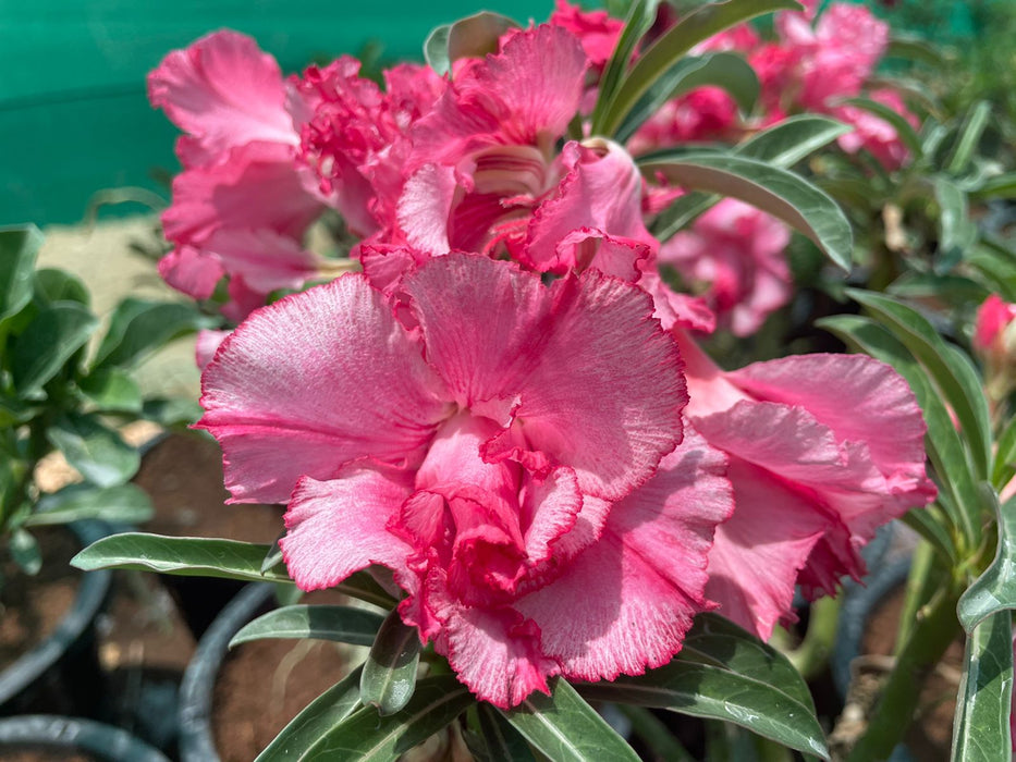 Adenium “ Grafted” (Sabi Star/Desert Rose/Impala Lily/Kudu/Mock Azalea)