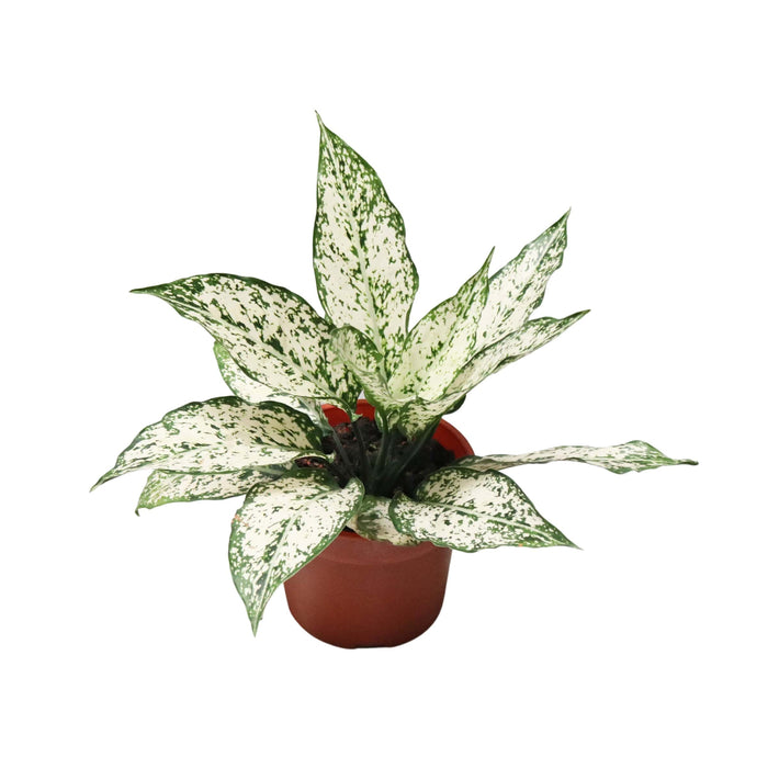Aglaonema 'Spring Snow'