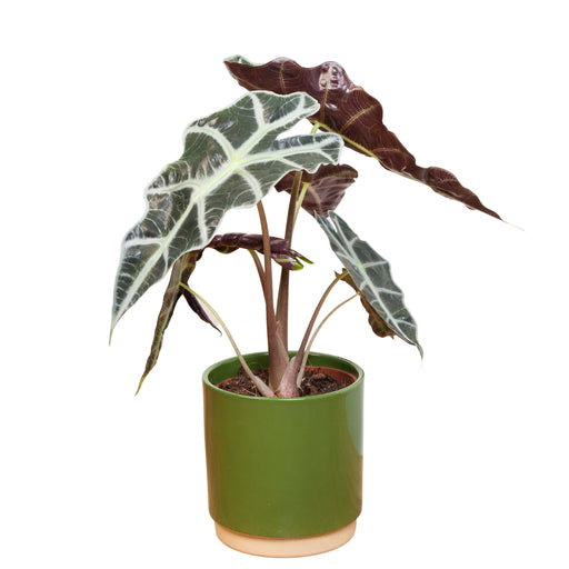 Alocasia Polly (Elepant's Ear)