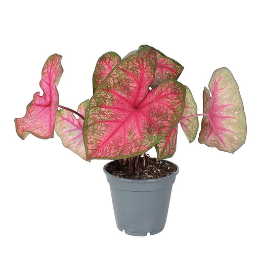 Caladium Pink (Heart of jesus)