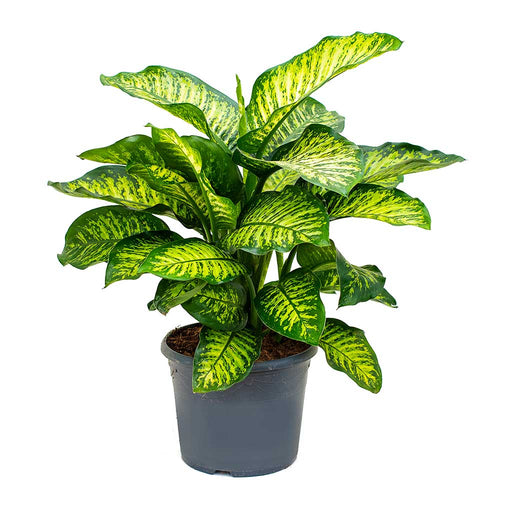 Dieffenbachia Seguine 'Maroba' (Dumb Cane)
