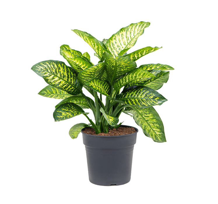 Dieffenbachia Seguine 'Maroba' (Dumb Cane)