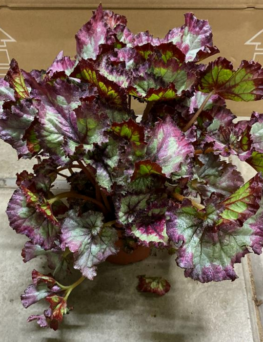 Begonia Blad Rex (Painted Leaf Begonia)