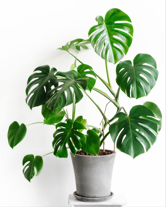 Monstera Deliciosa “Split-Leaf Philodendron”